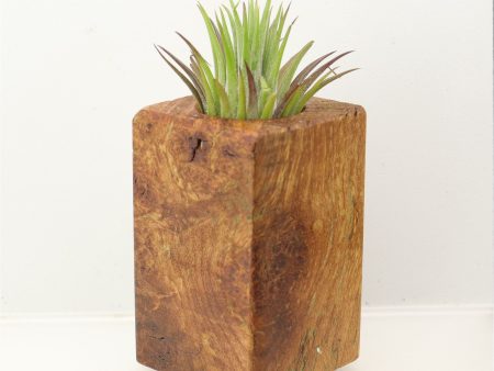 Wood Burl  Air Plant Holder - Linda (Wood Burl, 698652) Supply