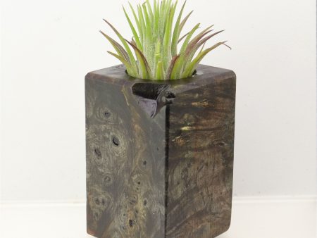 Wood Burl Wood+Resin Air Plant Holder - Eddie (Wood Burl, 698641) For Discount