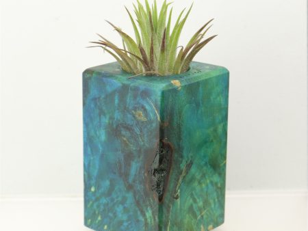 Wood Burl  Air Plant Holder - Orville (Wood Burl, 698578) Hot on Sale