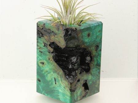 Wood Burl  Air Plant Holder - Patty (Wood Burl, 696893) Hot on Sale