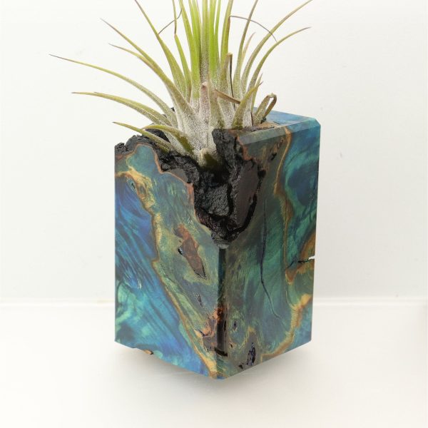 Wood Burl  Air Plant Holder - Xander (Wood Burl, 698025) Online Hot Sale