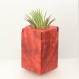 Wood Burl  Air Plant Holder - Theresa (Wood Burl, 698583) Fashion