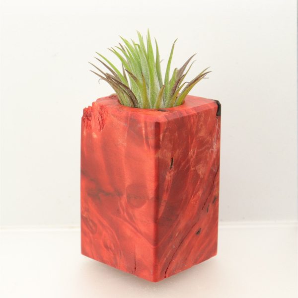 Wood Burl  Air Plant Holder - Theresa (Wood Burl, 698583) Fashion