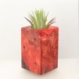 Wood Burl  Air Plant Holder - Leticia (Wood Burl, 698585) Online Hot Sale