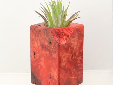 Wood Burl  Air Plant Holder - Leticia (Wood Burl, 698585) Online Hot Sale