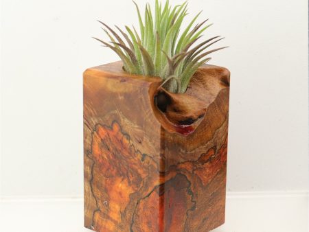 Wood Burl  Air Plant Holder - Parker (Wood Burl, 698574) Supply