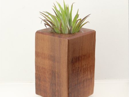 Wood Burl Wood+Resin Air Plant Holder - Tamra (Wood Burl, 698634) Fashion