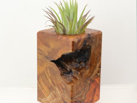 Wood Burl  Air Plant Holder - Neil (Wood Burl, 698570) Fashion