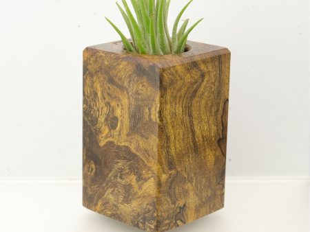 Wood Burl  Air Plant Holder - Russell (Wood Burl, 695098) Hot on Sale