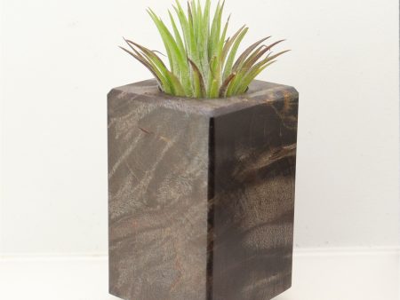 Wood Burl  Air Plant Holder - Piper (Wood Burl, 698629) Online