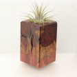 Wood Burl  Air Plant Holder - Merle (Wood Burl, 696886) on Sale