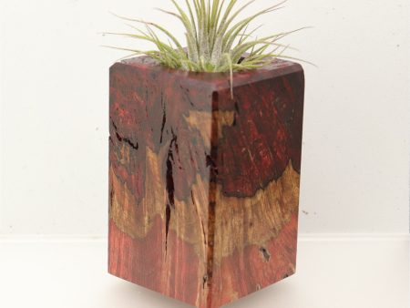 Wood Burl  Air Plant Holder - Merle (Wood Burl, 696886) on Sale