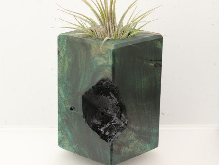 Wood Burl  Air Plant Holder - Riley (Wood Burl, 696902) For Cheap