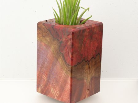 Wood Burl  Air Plant Holder - Pat (Wood Burl, 695990) Online Hot Sale