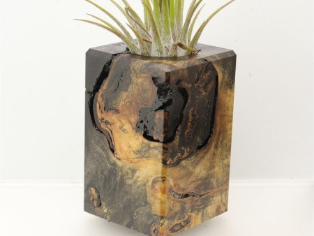 Wood Burl  Air Plant Holder - Ryan (Wood Burl, 698026) For Cheap