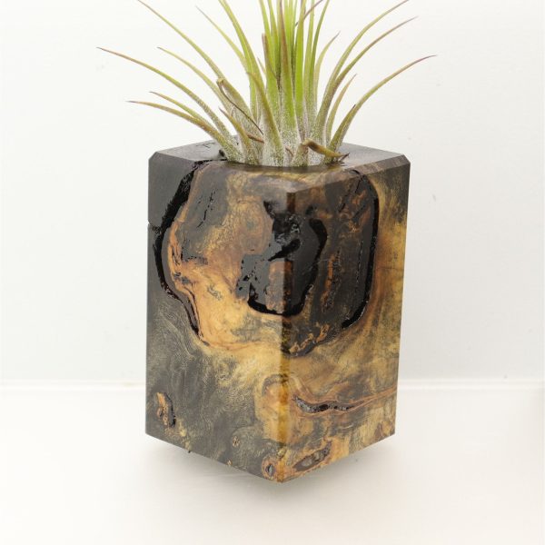 Wood Burl  Air Plant Holder - Ryan (Wood Burl, 698026) For Cheap