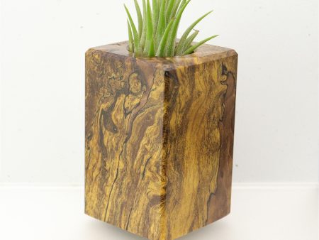 Wood Burl  Air Plant Holder - Loretta (Wood Burl, 695096) Sale