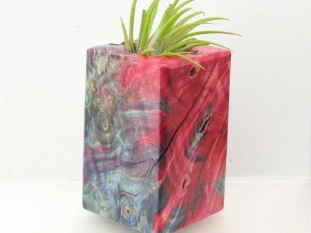 Wood Burl  Air Plant Holder - Pablo (Wood Burl, 695090) For Discount