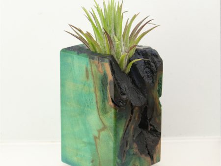 Wood Burl  Air Plant Holder - Traci (Wood Burl, 698650) Online Hot Sale