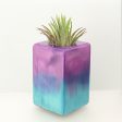 Wood Burl ResinArt Air Plant Holder - Oscar (The Lab, 698580) Online Hot Sale