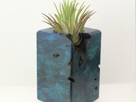 Wood Burl  Air Plant Holder - Michele (Wood Burl, 698579) Online Hot Sale