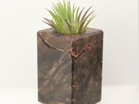 Wood Burl Wood+Resin Air Plant Holder - Londyn (Wood Burl, 698638) Online Sale