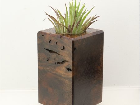 Wood Burl Wood+Resin Air Plant Holder - Carlton (Wood Burl, 698635) on Sale