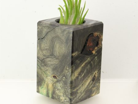 Wood Burl  Air Plant Holder - Marlon (Wood Burl, 696017) on Sale