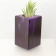 Wood Burl  Air Plant Holder - Marilyn (Wood Burl, 695095) Discount