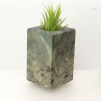 Wood Burl  Air Plant Holder - Tamika (Wood Burl, 696002) Supply