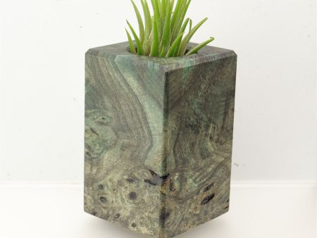 Wood Burl  Air Plant Holder - Tamika (Wood Burl, 696002) Supply