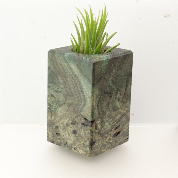 Wood Burl  Air Plant Holder - Tamika (Wood Burl, 696002) Supply