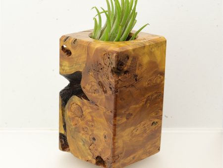 Wood Burl  Air Plant Holder - Nicholas (Wood Burl, 696019) Online now