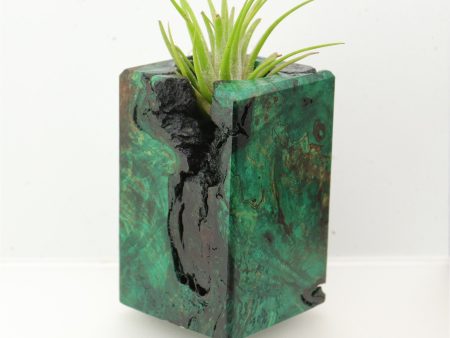 Wood Burl  Air Plant Holder - Travis (Wood Burl, 695088) Online Hot Sale