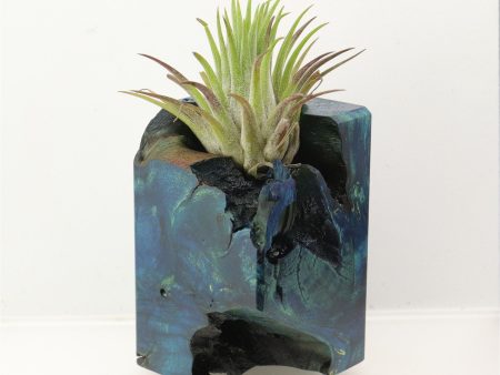 Wood Burl  Air Plant Holder - Stephanie (Wood Burl, 698654) For Discount