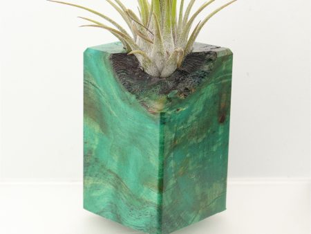 Wood Burl  Air Plant Holder - Molly (Wood Burl, 698015) on Sale