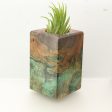 Wood Burl  Air Plant Holder - Lucy (Wood Burl, 695988) Online now