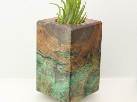 Wood Burl  Air Plant Holder - Lucy (Wood Burl, 695988) Online now