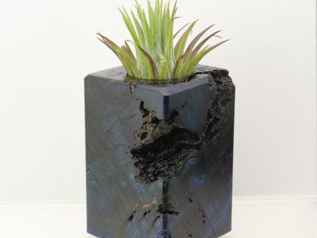 Wood Burl  Air Plant Holder - Miguel (Wood Burl, 698646) Hot on Sale