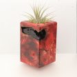 Wood Burl  Air Plant Holder - Sheryl (Wood Burl, 696897) Online Sale