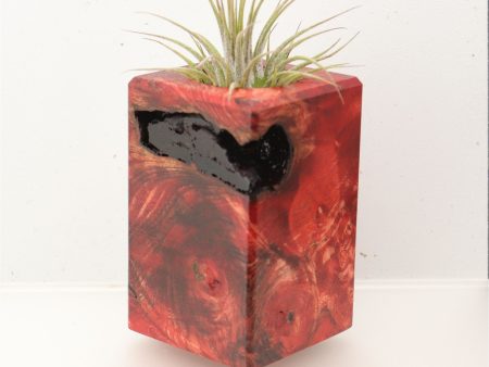 Wood Burl  Air Plant Holder - Sheryl (Wood Burl, 696897) Online Sale