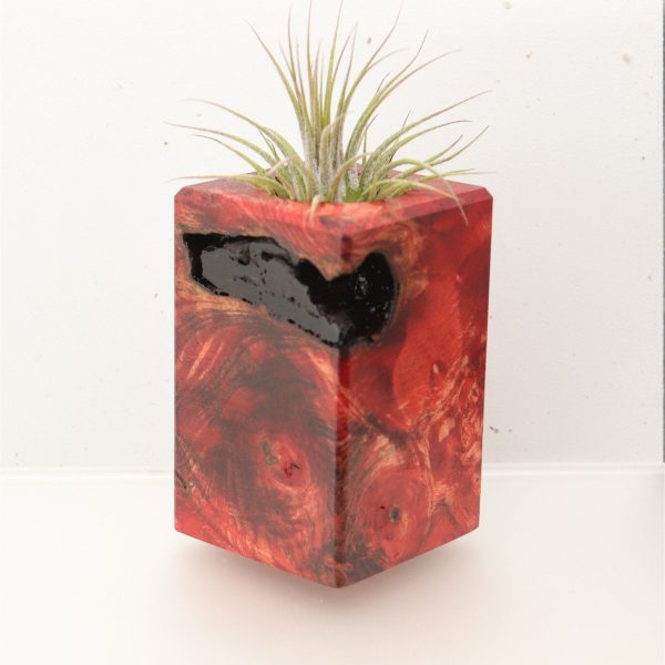 Wood Burl  Air Plant Holder - Sheryl (Wood Burl, 696897) Online Sale