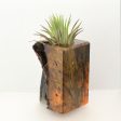 Wood Burl  Air Plant Holder - Nina (Wood Burl, 698573) Supply