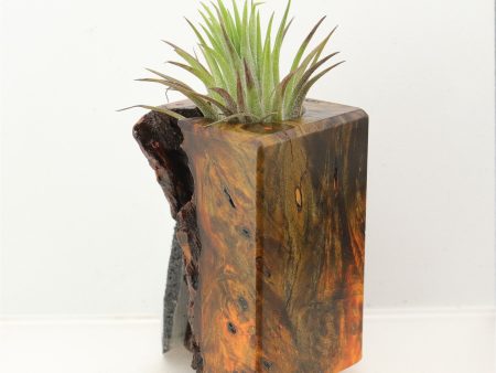 Wood Burl  Air Plant Holder - Nina (Wood Burl, 698573) Supply