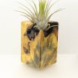 Wood Burl  Air Plant Holder - Virginia (Wood Burl, 698016) Online