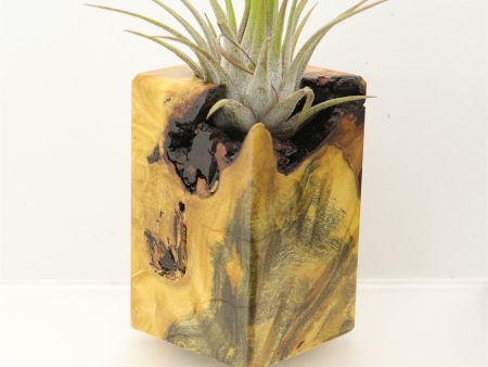 Wood Burl  Air Plant Holder - Virginia (Wood Burl, 698016) Online